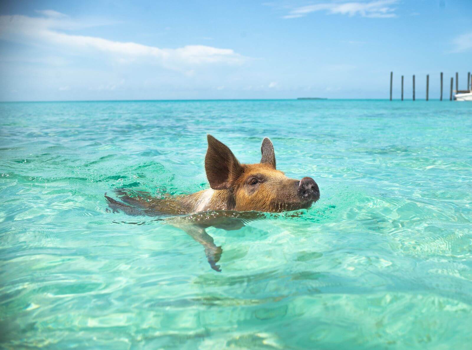 pig swimming in the sea